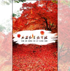 楓葉/旅游行業高端楓葉背景模板/紅