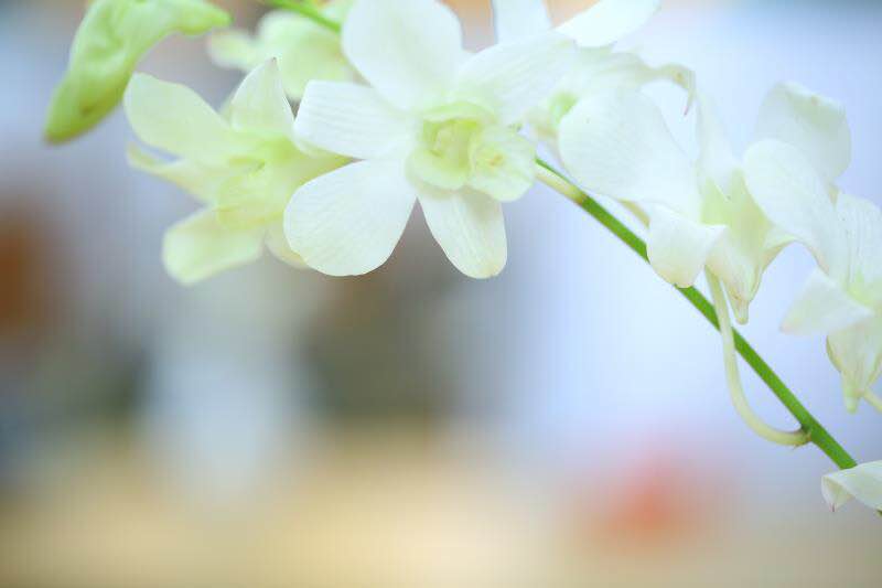 广州中华原创音乐会