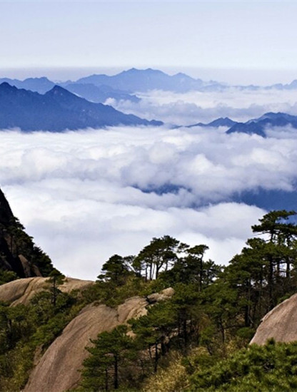 得爾樂有機(jī)山茶油