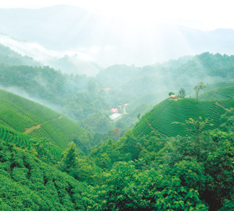 相知相遇——億健有機(jī)茶