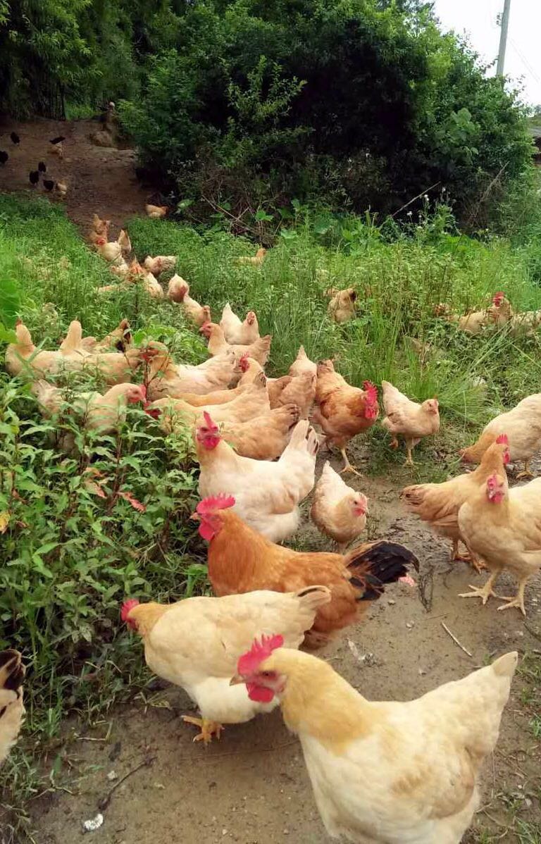 【径背果园鸡场】家养野味浓,营养高的土鸡,老隆周边送货上门!