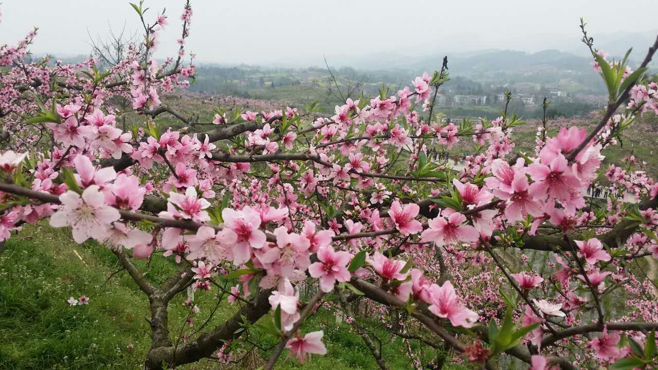 大竹赏花